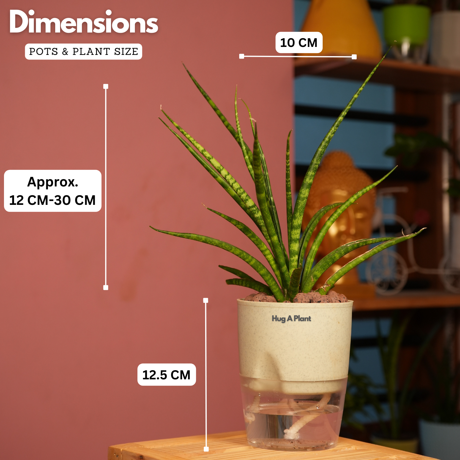 Mikado Snake Plant(Small)- Live Plant (With Self-Watering Pot & Plant)