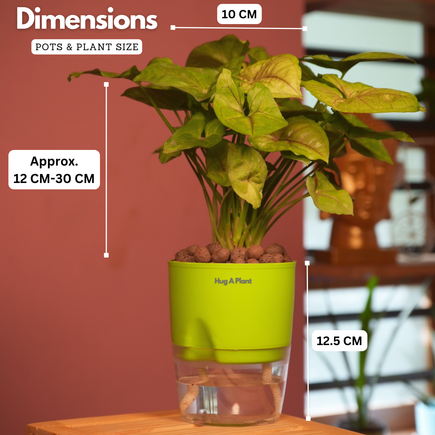 Syngonium Lemon - Live Plant (With Self-Watering Pot & Plant)