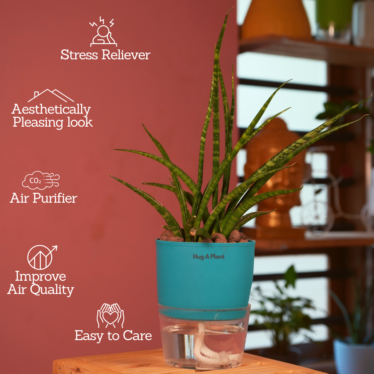 Mikado Snake Plant(Small)- Live Plant (With Self-Watering Pot & Plant)