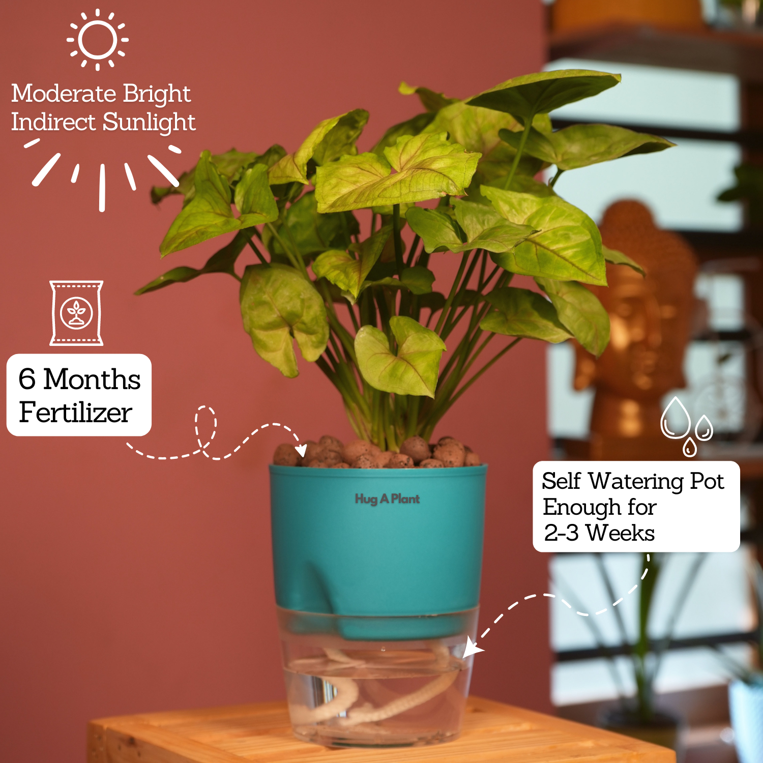 Syngonium Lemon - Live Plant (With Self-Watering Pot & Plant)
