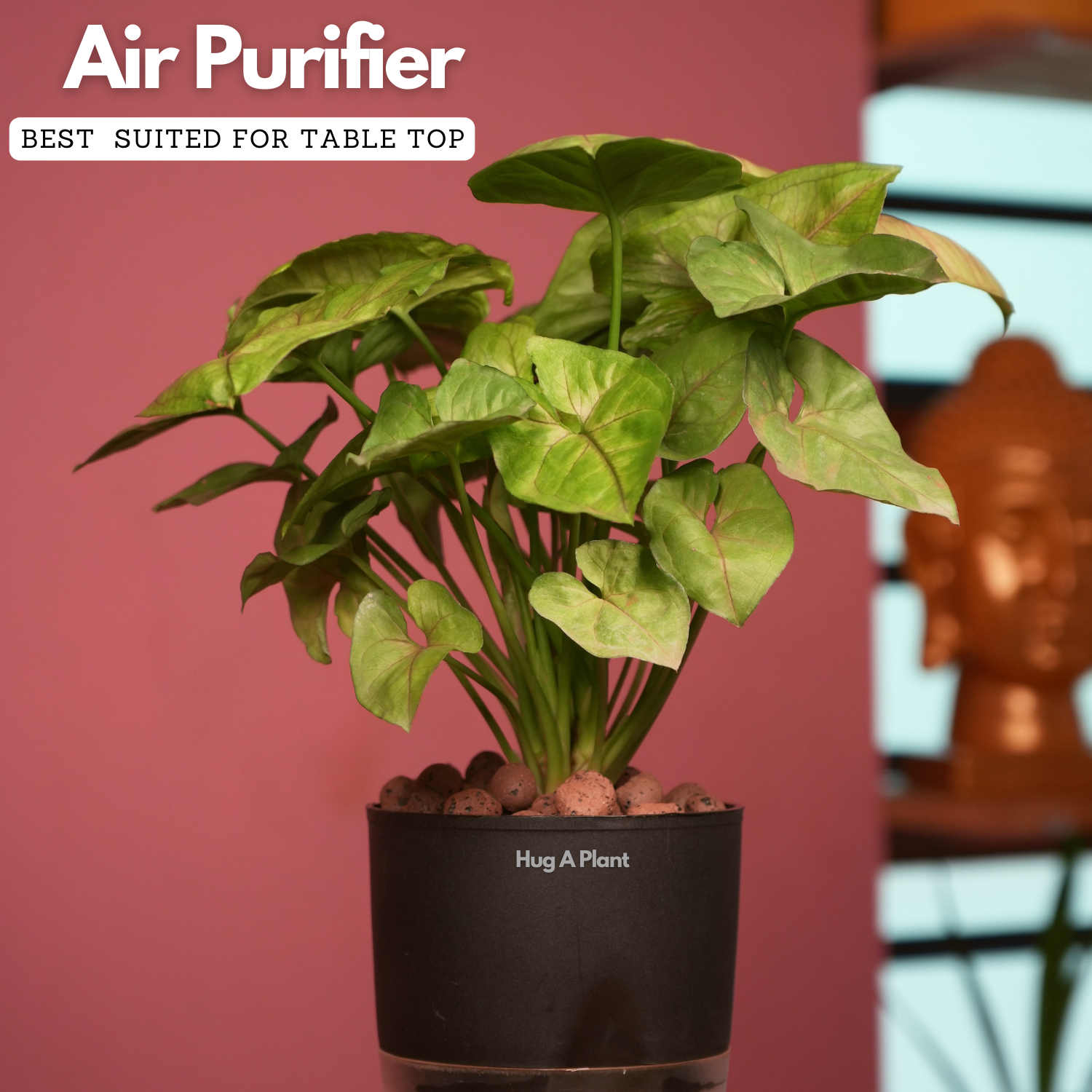 Syngonium Lemon - Live Plant (With Self-Watering Pot & Plant)