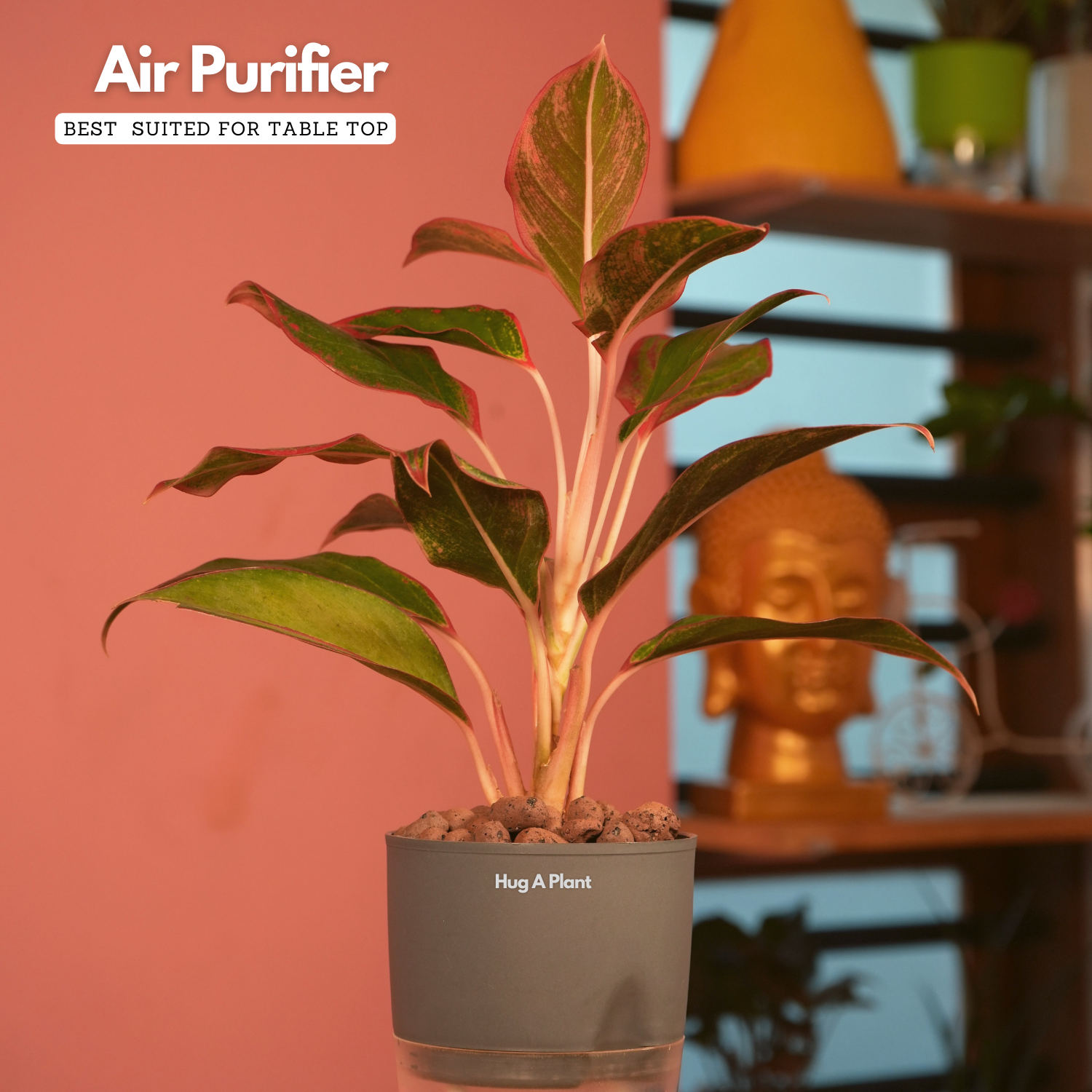Aglaonema Lipstick - Live Plant (With Self-Watering Pot & Plant)