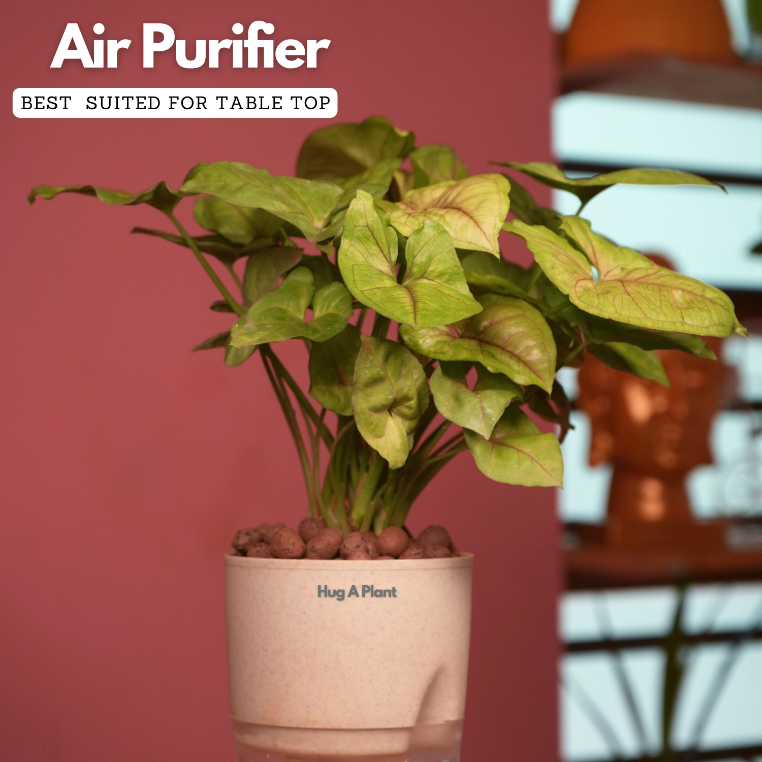 Syngonium Lemon - Live Plant (With Self-Watering Pot & Plant)