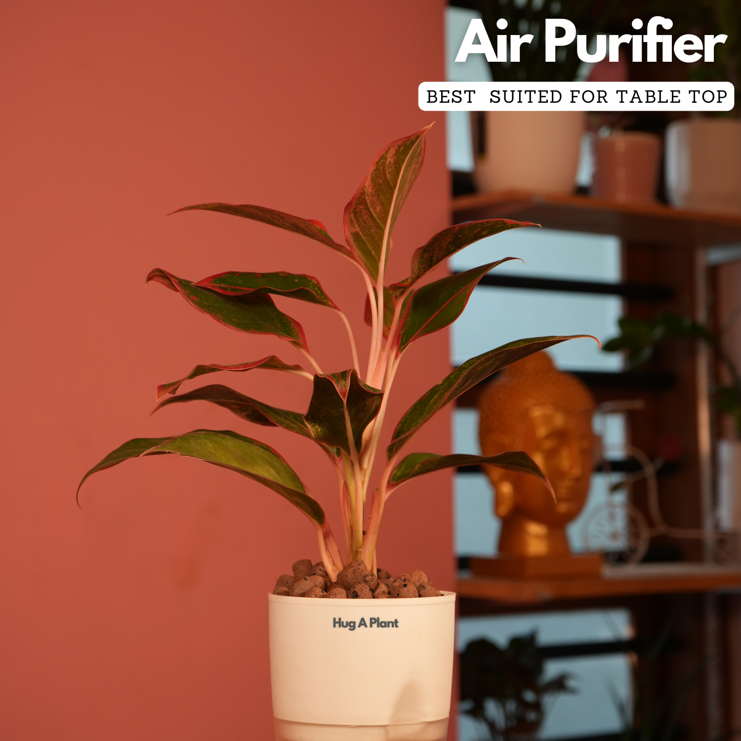 Aglaonema Lipstick - Live Plant (With Self-Watering Pot & Plant)