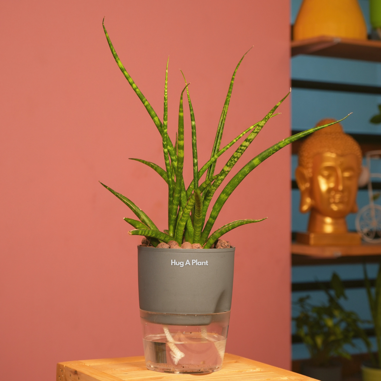 Mikado Snake Plant(Small)- Live Plant (With Self-Watering Pot & Plant)