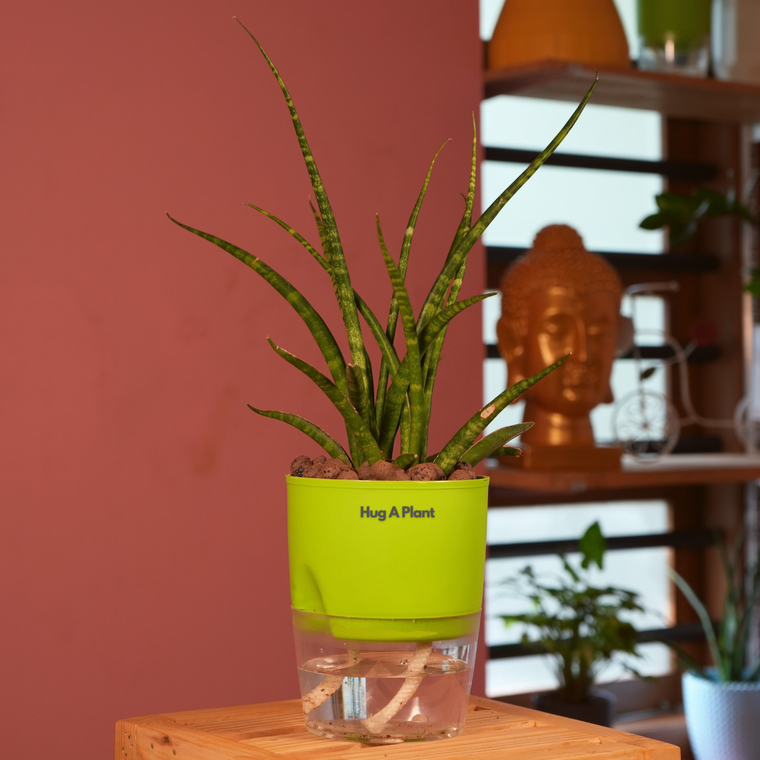 Mikado Snake Plant(Small)- Live Plant (With Self-Watering Pot & Plant)