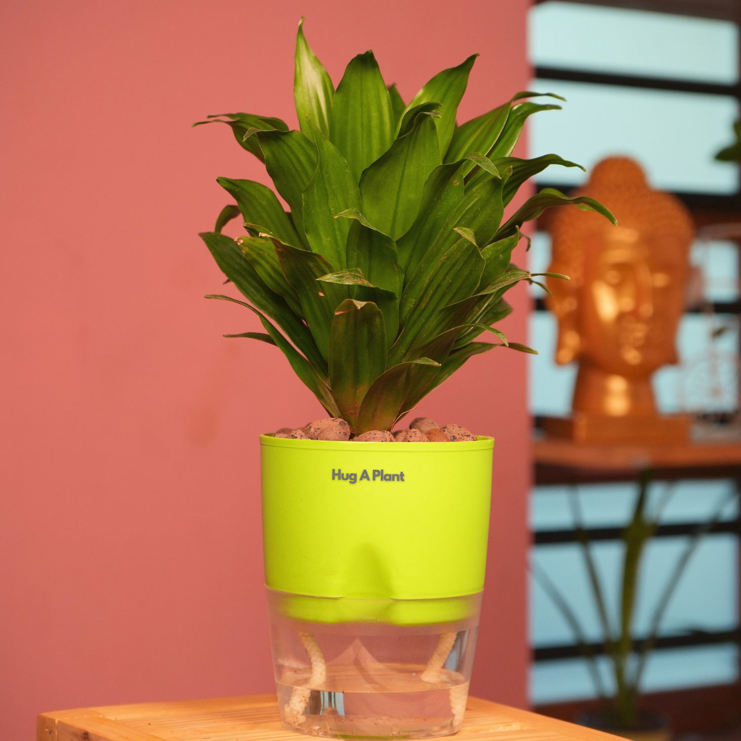 Dracaena Compacta - Live Plant (With Self-Watering Pot & Plant)