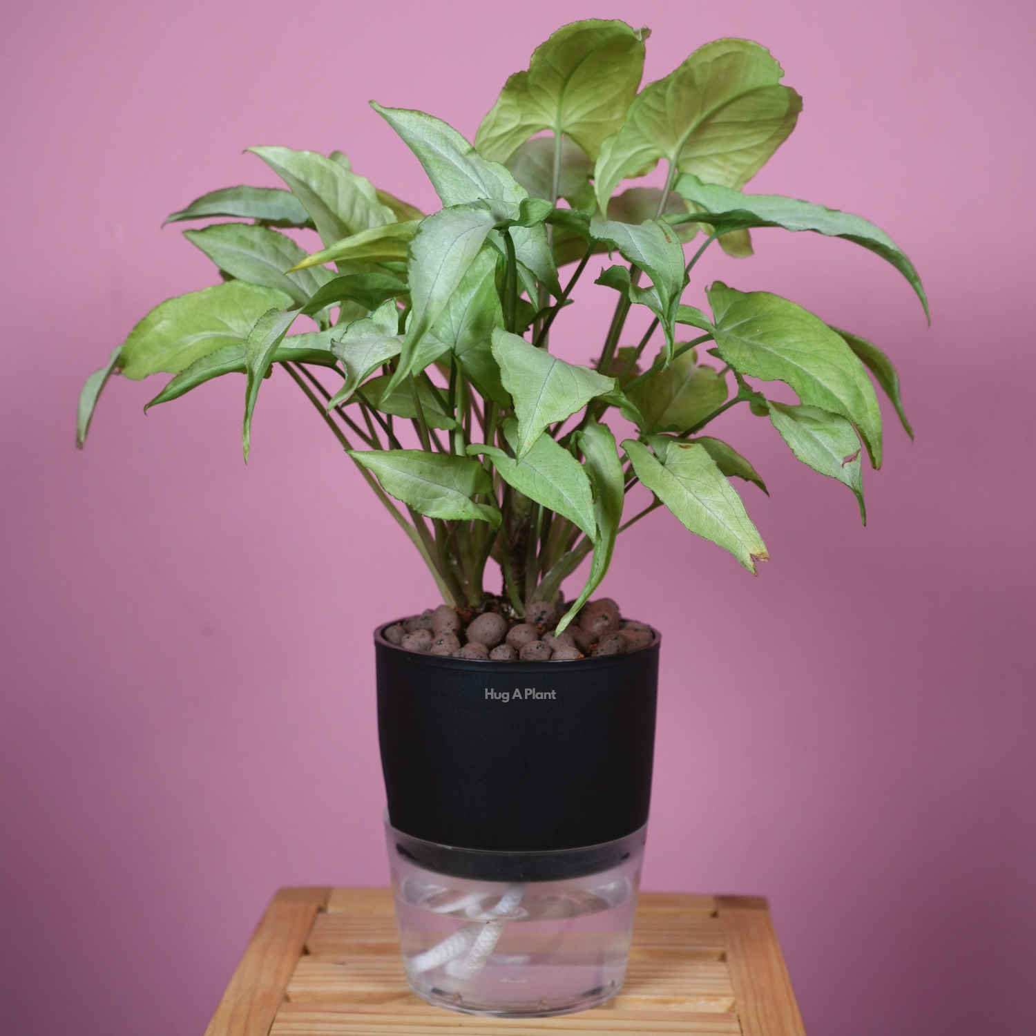 White Syngonium - Live Plant (With Self-Watering Pot & Plant)
