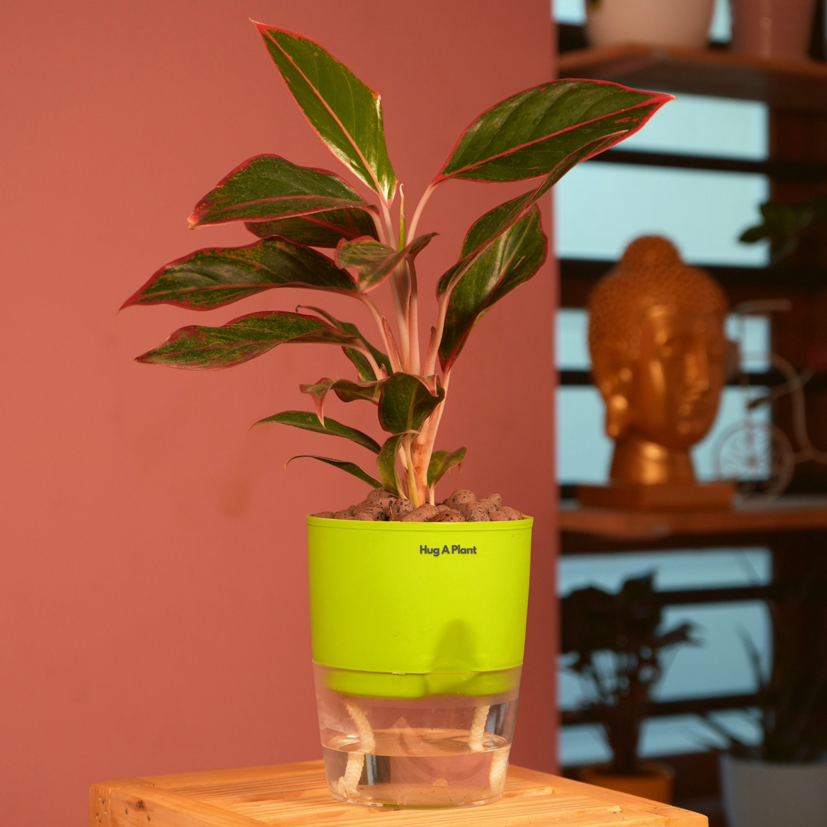 Aglaonema Lipstick - Live Plant (With Self-Watering Pot & Plant)