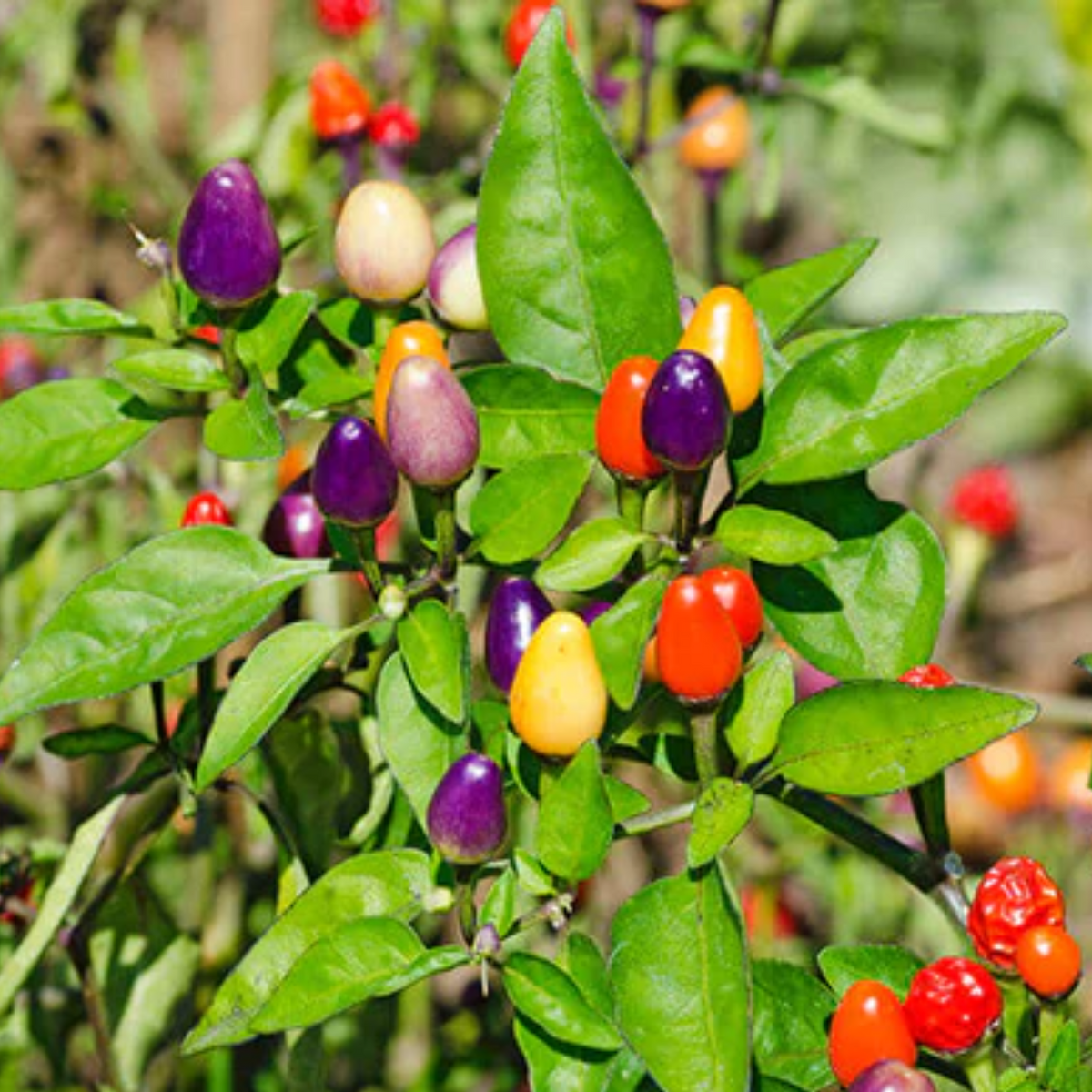 Ornamental Chilly Choice Mixed Seed (25 Seeds) (Home & Garden)
