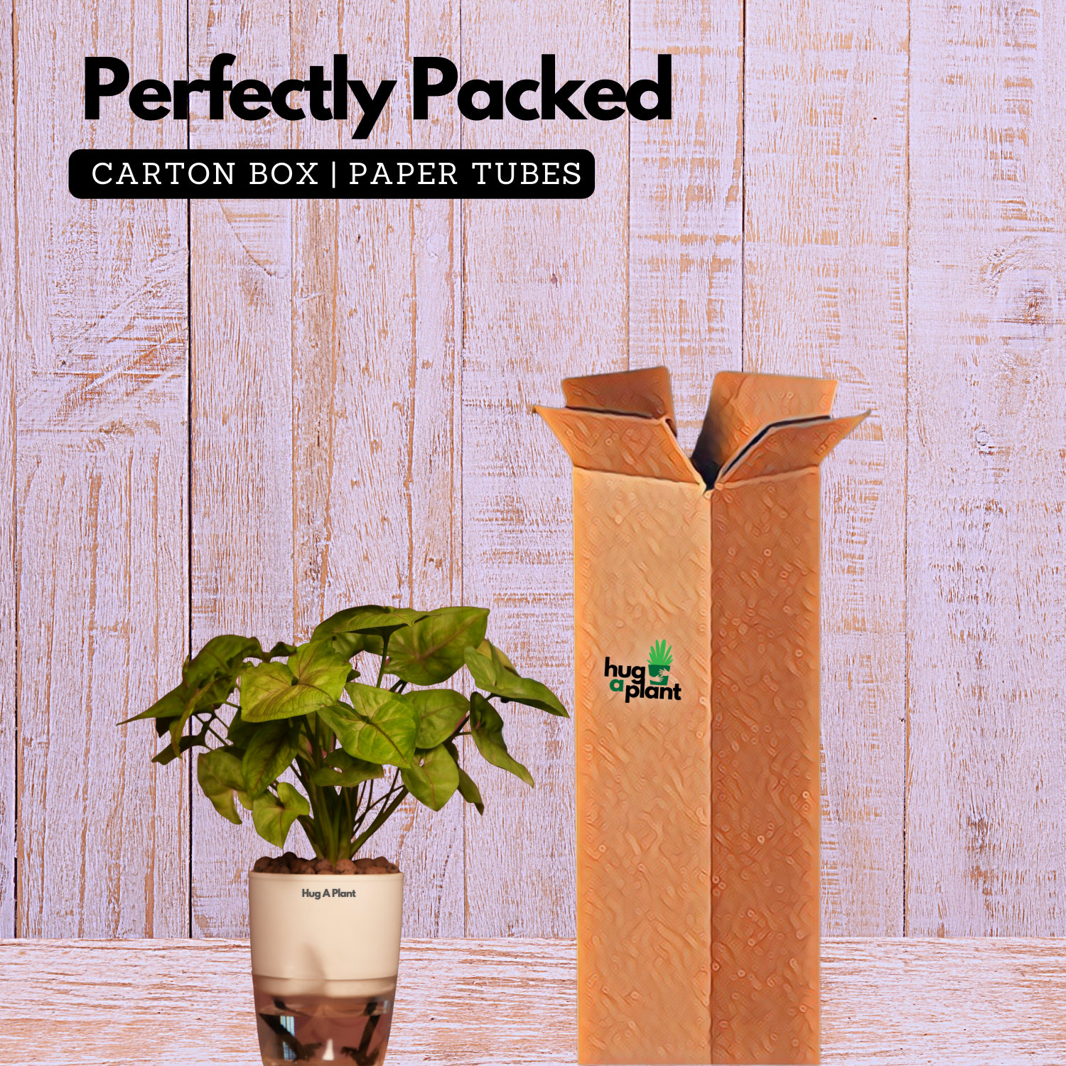 Syngonium Lemon - Live Plant (With Self-Watering Pot & Plant)