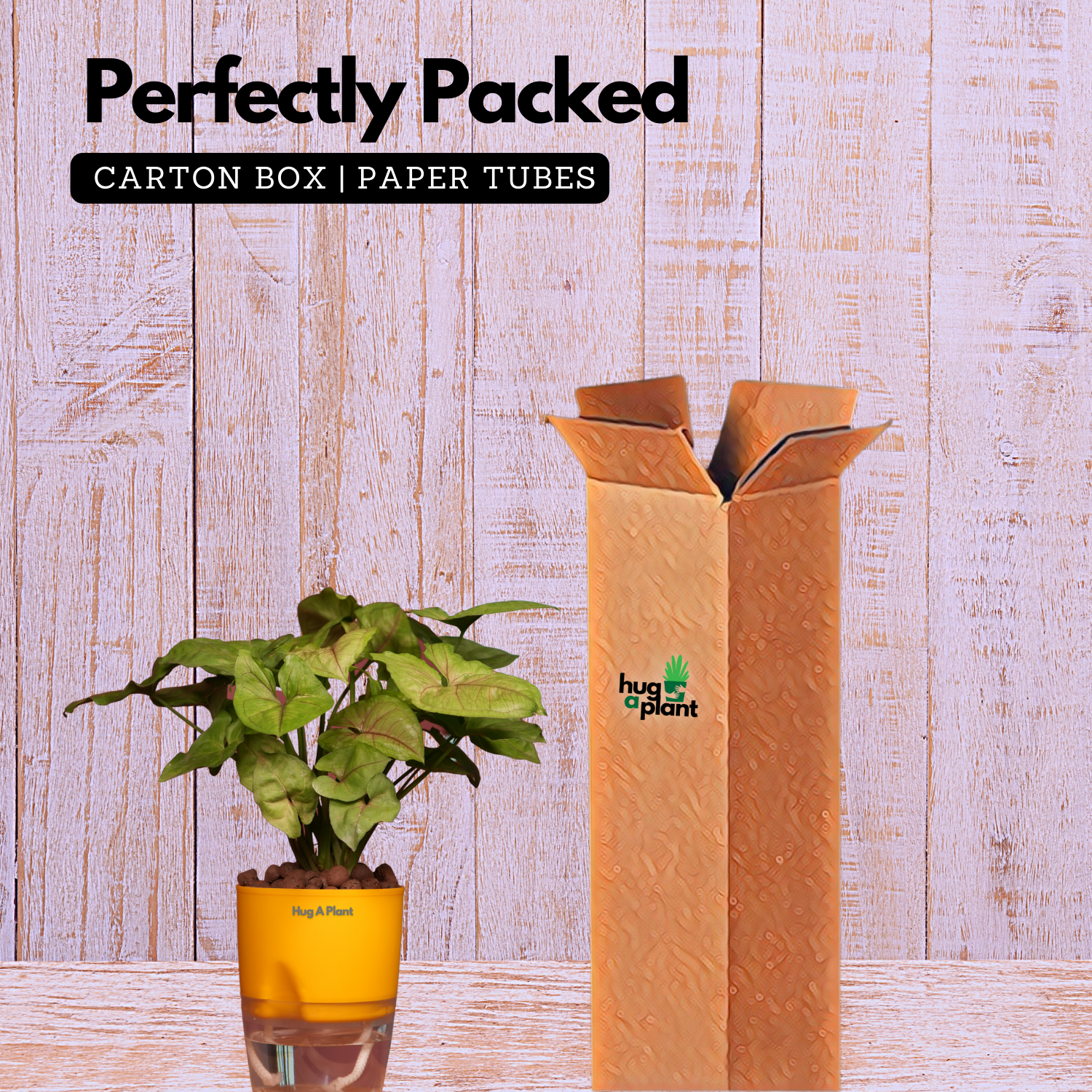 Syngonium Lemon - Live Plant (With Self-Watering Pot & Plant)
