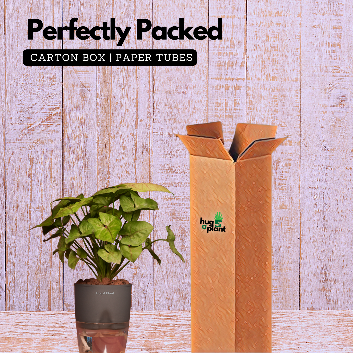 Syngonium Lemon - Live Plant (With Self-Watering Pot & Plant)