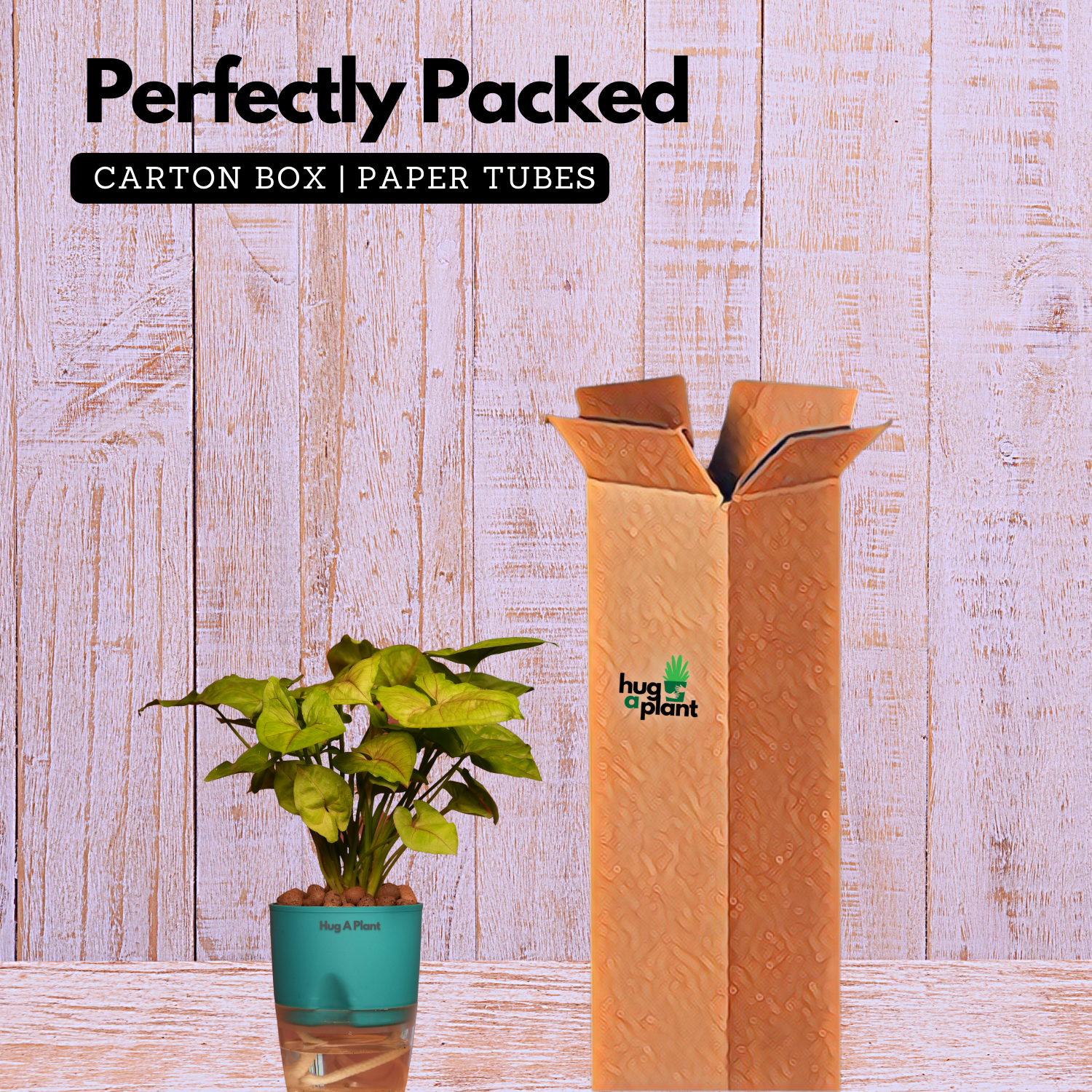 Syngonium Lemon - Live Plant (With Self-Watering Pot & Plant)