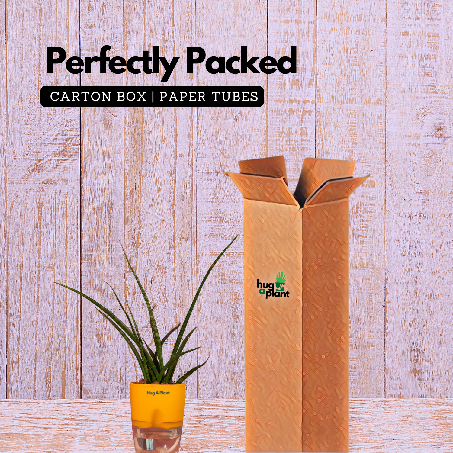Mikado Snake Plant(Small)- Live Plant (With Self-Watering Pot & Plant)