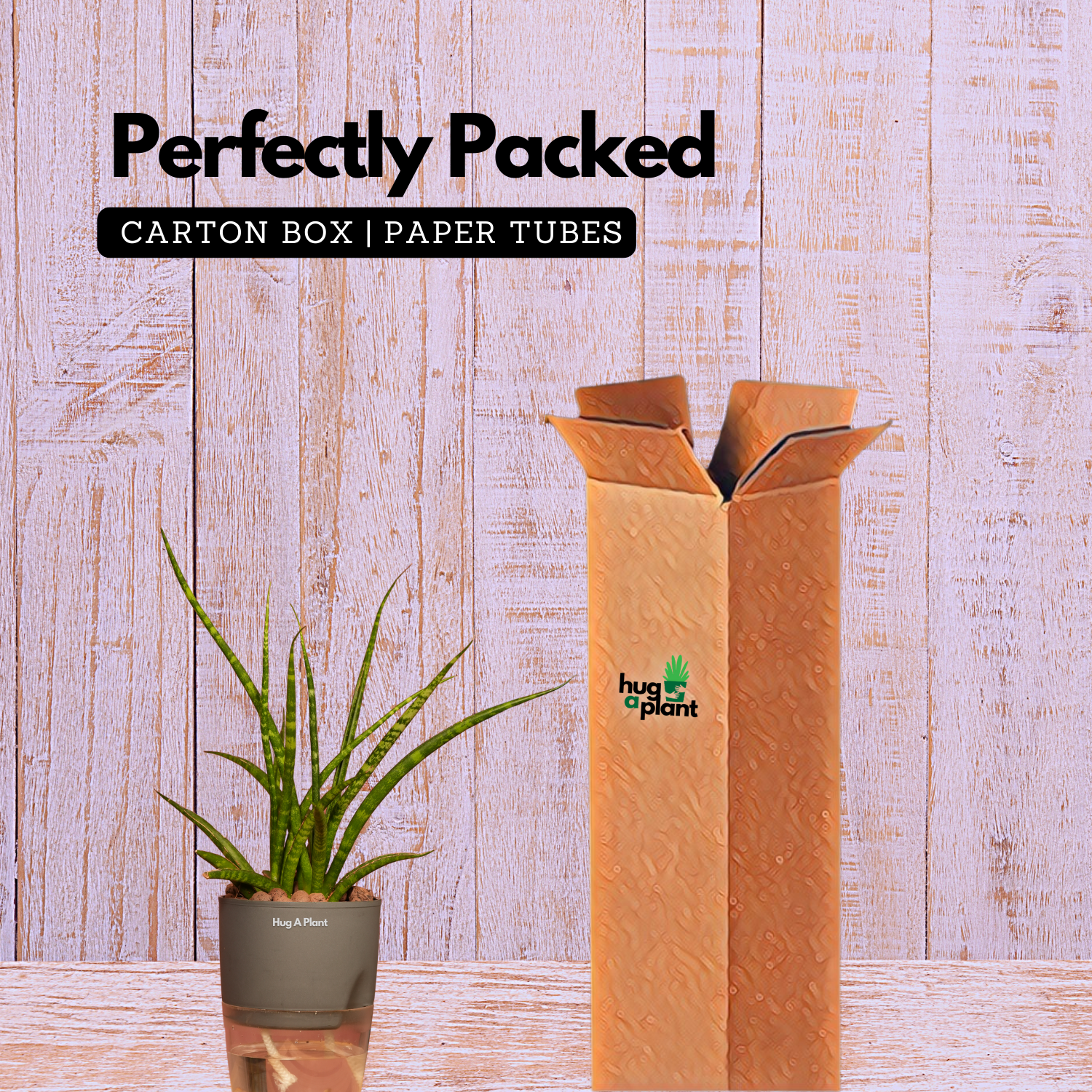 Mikado Snake Plant(Small)- Live Plant (With Self-Watering Pot & Plant)