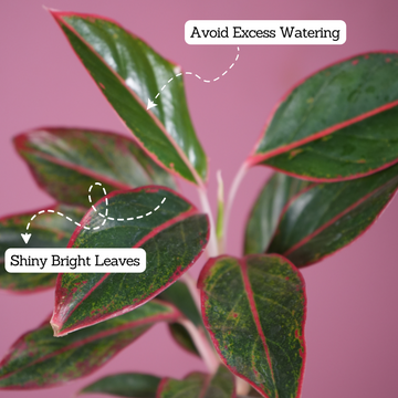 aglaonema lipstick pink Aglaonema Lipstick